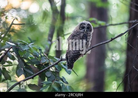 Le hibou tacheté, Strix occidentalis, une espèce d'oiseau menacée de la côte ouest que l'on trouve dans les forêts de haute qualité en Californie. Banque D'Images