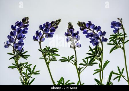 Arrangement floral transparent de 5 fleurs de lupin argenté en bleu violet et vert Banque D'Images