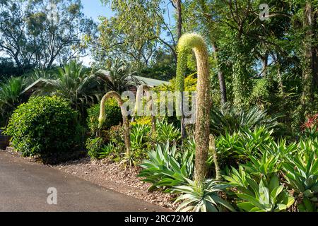 Fox Tail Agave (Agave attenuata) dans les jardins de la célèbre Mt Uncle Distillery, Walkamin, Atherton Tablelands, Far North Queensland, FNQ, Austral Banque D'Images