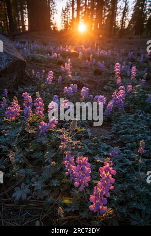 Le soleil se couche sur ce champ de lupin sur le côté de la State route 108 dans le comté de Tuolumne, CA, USA. Banque D'Images