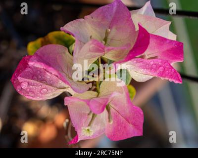 Bractées Bougainvillea roses et blanches et minuscules fleurs blanches, humides et fraîches Banque D'Images