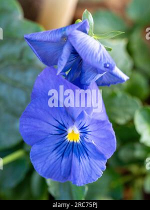 Deux fleurs de Pansy mauve bleu poudre Banque D'Images