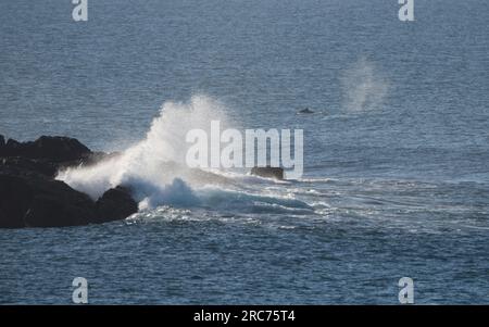 Migration des baleines à bosse, passant par les vagues qui s'écrasent sur les rochers sur une île voisine, la côte est australienne Banque D'Images