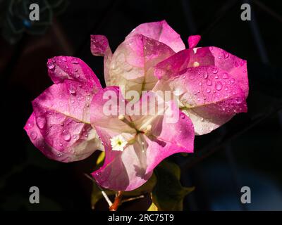 Bractées Bougainvillea roses et blanches et minuscules fleurs blanches, mouillées et fraîches illuminées sur un fond noir foncé Banque D'Images