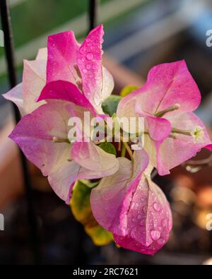 Bractées Bougainvillea roses et blanches et minuscules fleurs blanches, humides et fraîches Banque D'Images