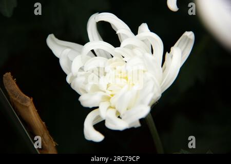 chrysanthème blanc sur fond noir, le chrysanthème blanc fleurira. fleur blanche de chrysanthème dans le jardin. Banque D'Images