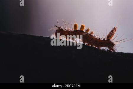 Gros plan sur une chenille toxique velue colorée sur plancher, plancher de ciment, mise au point sélective. Banque D'Images