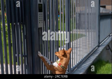 Le chien de basenji africain de REDHEAD se tient près de la clôture en plein air. Banque D'Images
