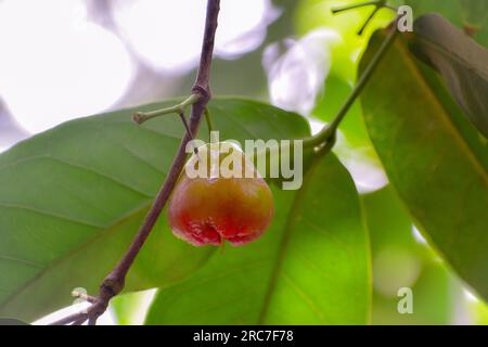 Pomme Java mûre fraîche accrochée sur la branche d'arbre pleine de feuilles. Banque D'Images