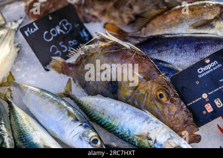 Viande brune fraîchement pêchée ou poisson corb exposé au marché aux poissons de la vieille ville ou vieil Antibes, dans le sud de la France Banque D'Images