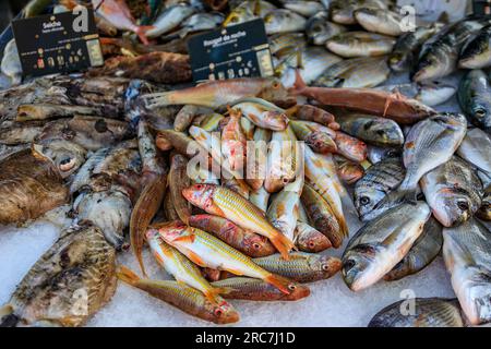 Poisson roulé rayé fraîchement pêché sur le marché aux poissons de la vieille ville ou vieil Antibes, dans le sud de la France Banque D'Images