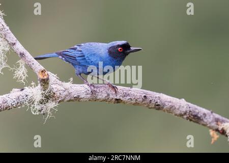 Flowerpiercer masqué, Mireador de aves El Roble, Colombie, novembre 2022 Banque D'Images