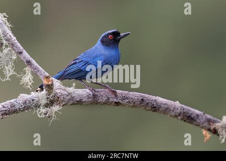 Flowerpiercer masqué, Mireador de aves El Roble, Colombie, novembre 2022 Banque D'Images