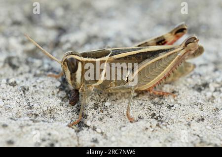 Gros plan détaillé sur une sauterelle Calliptamus méditerranéenne colorée isolée, assise sur le sol dans le Gard, France Banque D'Images