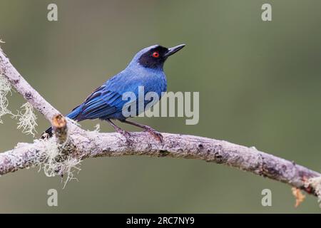 Flowerpiercer masqué, Mireador de aves El Roble, Colombie, novembre 2022 Banque D'Images