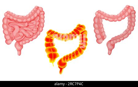 Illustrations des intestins et du gros intestin isolés sur blanc Banque D'Images