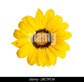 Vue de dessus macro jaune vif Gazania - camomille sud-africaine, Marguerite, tournesol fleurissant avec des étamines florales sur une journée ensoleillée sur fond blanc isolé Banque D'Images