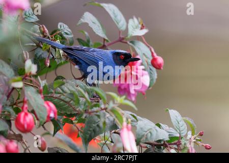 Flowerpiercer masqué, Mireador de aves El Roble, Colombie, novembre 2022 Banque D'Images