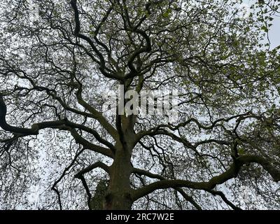 Bel arbre poussant à l'extérieur, vue à faible angle Banque D'Images