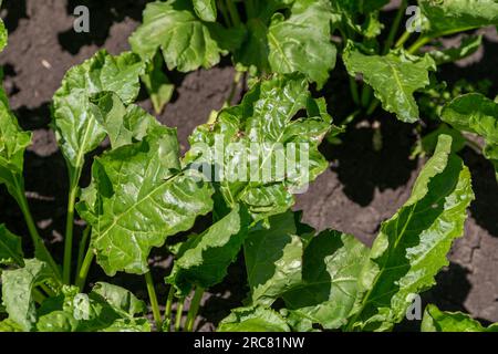 Gros plan de jeunes plants de betteraves à sucre dans les longues lignées convergentes qui poussent dans le sol récemment cultivé sur une ferme.Champ agricole. Banque D'Images