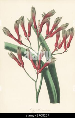 Grande patte de kangourou jaune ou persistante, Anigozanthos flavidus. Originaire de la colonie de Swan River, en Australie, et introduit par R. Mangles de Sunning Hill. anigozanthos écarlate, Anigozanthos coccineus. Lithographie à la main tirée du Joseph Paxton’s Magazine of Botany et Register of Flowering plants, Volume 5, Orr et Smith, Londres, 1838. Banque D'Images