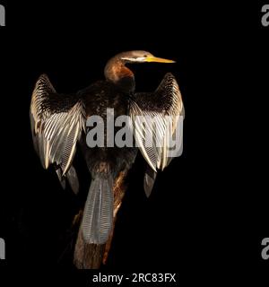 Oiseau d'eau dard australien (Anhinga novaehollandiae) qui lance des poissons avec ses ailes ouvertes séchant au soleil sur un fond noir isolé. Banque D'Images