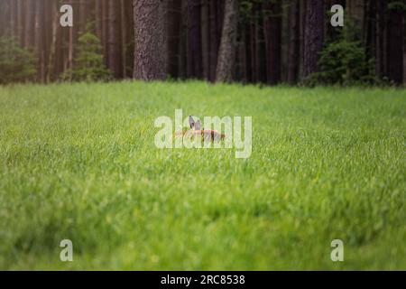 Cerf se reposant, cerf dormant, sur un champ vert avec une forêt en arrière-plan en Allemagne, Europe Banque D'Images