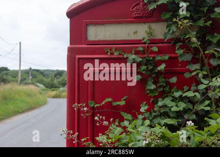 Détail d'une vieille cabine téléphonique rouge de type K6 sur une voie de campagne avec du lierre grimpant dessus, suggérant le déclin des services publics Banque D'Images