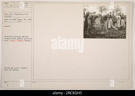 Soldats américains aidant des femmes françaises à ramasser des pommes de terre près de Vagney, Vosges, France. La photographie a été prise le 26 septembre 1918 par le caporal R.H. Ingleston du signal corps. L'image a été approuvée par le censeur de l'A.E.F. et provient de la collection de SURBEA, datée du 3 novembre 1918. Banque D'Images