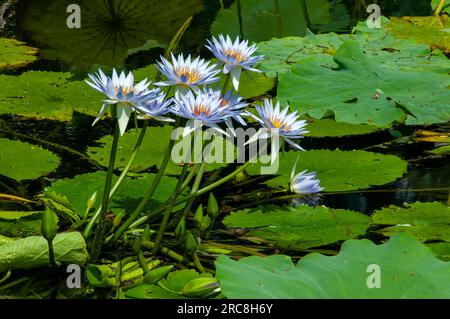 Sydney Australie, étang aux nénuphars à fleurs violettes Banque D'Images