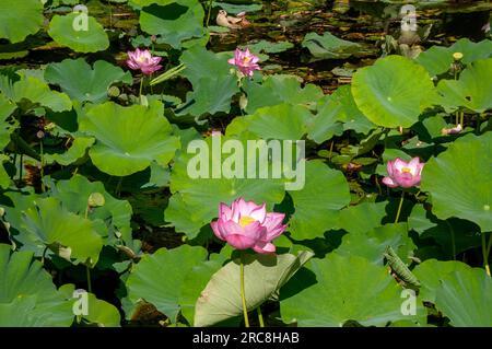 Sydney Australie, fleurs roses et blanches d'un lys d'eau de lotus Banque D'Images