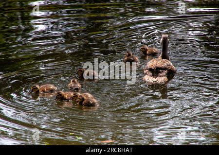 Sydney Australie, canard noir du Pacifique avec canetons nageant dans l'étang Banque D'Images