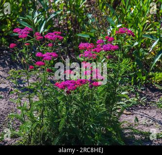 Fleurs d'yarrow en fleurs roses dans la forêt. Achillea millefolium Cerise Queen. Banque D'Images