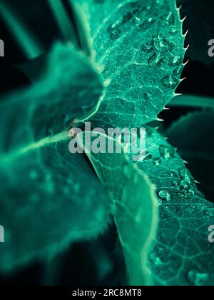 Gros plan des gouttes d'eau sur les feuilles de la plante hellebore (helleborous argutifolius) Banque D'Images