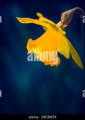Portrait de profil latéral rapproché de la tête de jonquille jaune (narcisses) sur fond bleu Banque D'Images