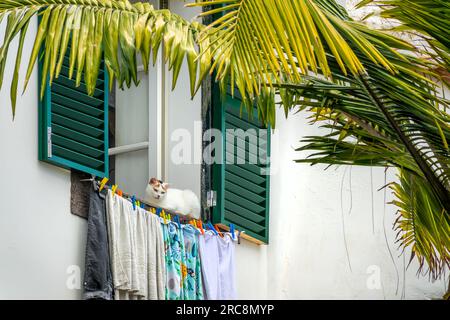 Chat et buanderie à la fenêtre d'une vieille maison dans une rue de la vieille ville de Funchal, île de Madère, Portugal Banque D'Images