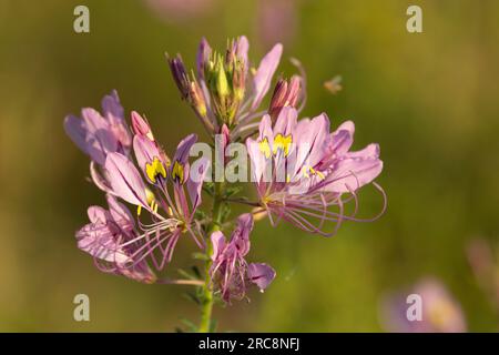 La Pretty Lady est l'une des dernières fleurs les plus longues du Bush. Leurs feuilles vertes fraîches sont comestibles, et les graines sèches font un substitut à la moutarde. Banque D'Images