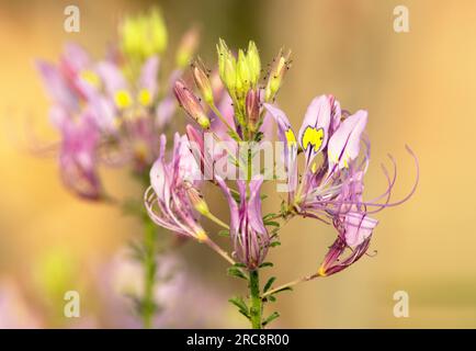 La Pretty Lady est l'une des dernières fleurs les plus longues du Bush. Leurs feuilles vertes fraîches sont comestibles, et les graines sèches font un substitut à la moutarde. Banque D'Images