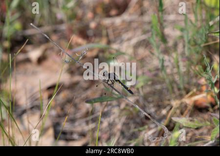 Un jeune maile Common Whitetail Dragonfly Plathemis lydia perché sur une branche Banque D'Images