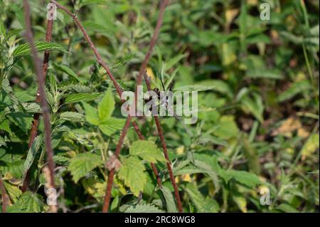 Un jeune maile Common Whitetail Dragonfly Plathemis lydia perché sur une branche Banque D'Images