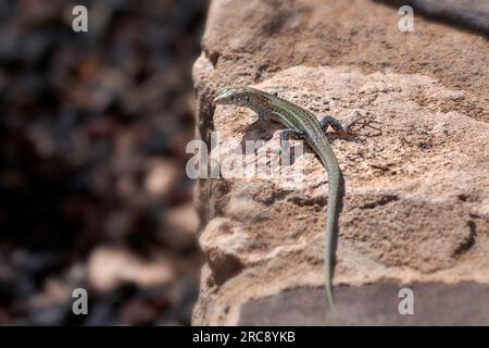 Lézard atlantique (Gallotia atlantica) sur un mur de pierre à Fuerteventura Banque D'Images