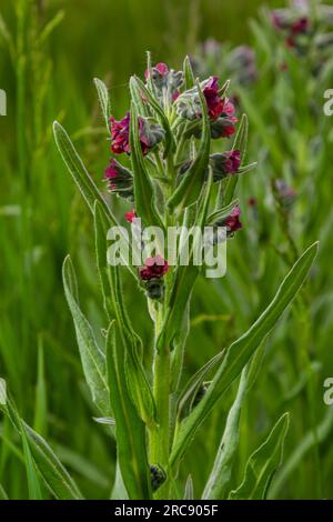 Dans la nature, Cynoglossum officinale fleurit parmi les herbes. Un gros plan des fleurs colorées du sedum commun dans un habitat typique. Banque D'Images