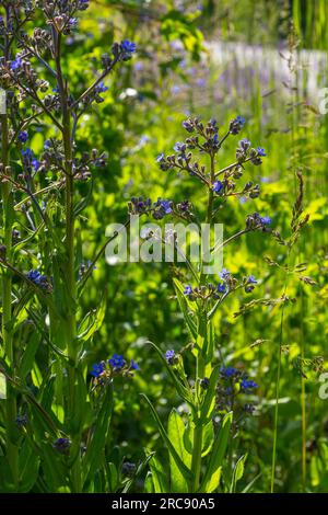 Anchusa officinalis, alcanet, bugloss commun. Été, aube. Des gouttes de rosée se trouvent sur la plante. Magnifique fond vert. Banque D'Images