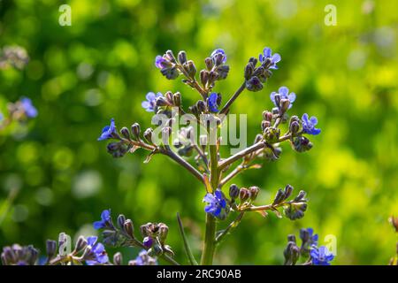 Anchusa officinalis, alcanet, bugloss commun. Été, aube. Des gouttes de rosée se trouvent sur la plante. Magnifique fond vert. Banque D'Images