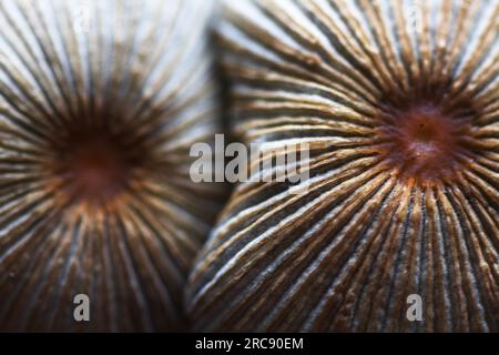 Un cliché macro du champignon Incap à poil doré (Parasola auricoma) montre des côtes profondes et un grand œil central, faisant des dessins de symétrie radiale Banque D'Images