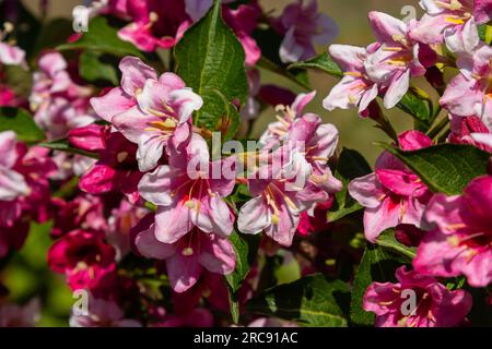 Bouquet coloré de fleurs de rose de Weigela praecox avec des pétales de cinq lobes, gros plan. Weigela est un arbuste à feuilles caduques, ornementales et florissantes, un jardin populaire Banque D'Images