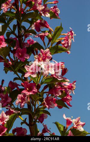 Bouquet coloré de fleurs de rose de Weigela praecox avec des pétales de cinq lobes, gros plan. Weigela est un arbuste à feuilles caduques, ornementales et florissantes, un jardin populaire Banque D'Images