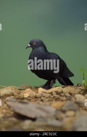 Pigeon assis près de l'eau du lac. Beau pigeon noir. Pigeon sauvage ou colombe de roche. Banque D'Images