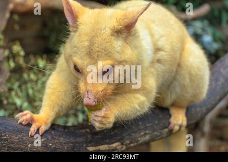 Gros plan de l'opossum doré à queue de brosse. La couleur claire est une mutation génétique des opossums australiens communs qui ne vit qu'en Tasmanie. Banque D'Images