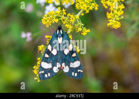 La teigne du tigre écarlate (Callimorpha dominula) reposant sur des fleurs sauvages de paille de lit de dame pendant la journée, Hampshire, Angleterre, Royaume-Uni Banque D'Images